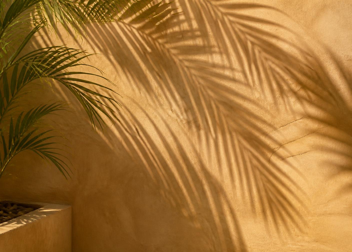 Palm frond shadows falling across a warm sand-coloured plaster wall